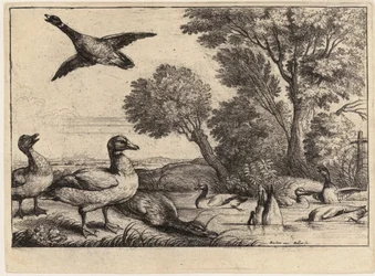 Nueve patos. Estado 2